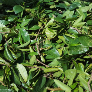 Jamaican Soursop Leaves (Hand-picked, Air-dried whole leaves)
