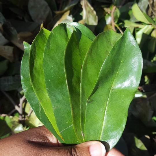 Jamaican Soursop Leaves (Hand-picked, Air-dried whole leaves)